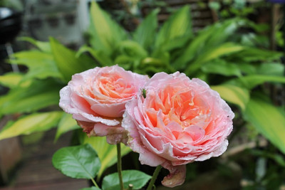 Rose Abraham Darby.JPG