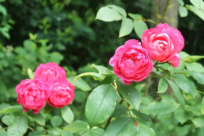 Rose Benjamin Britten.JPG