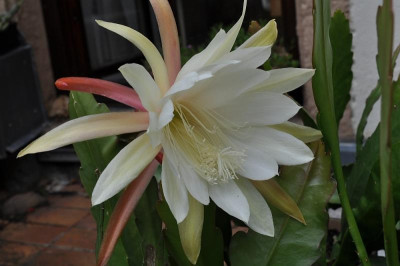 Epiphyllum Hybride - am zweiten Blühtag 27. Juni.jpg