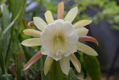 Epiphyllum Hybride - Blüte von vorne.jpg