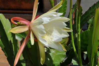 Epiphyllum Hybride - im Sonnenschein 26. Juni.jpg