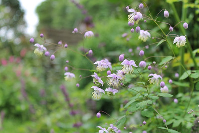 Thalictrum delavayi.JPG