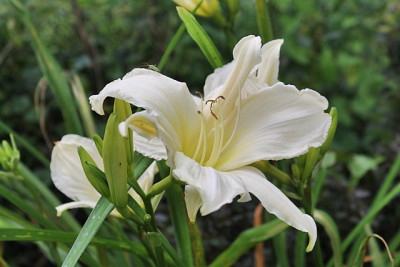 Hemerocallis Dad's Best White.JPG