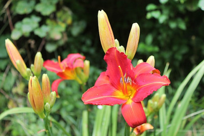 Hemerocallis Chicago Fire.JPG