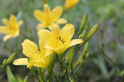Hemerocallis Corky.JPG