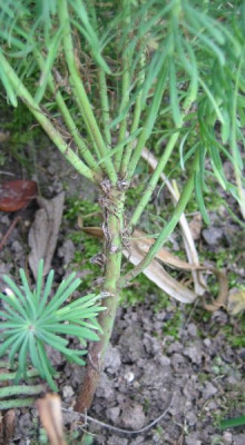 Euphorbia_cyp_2..jpg