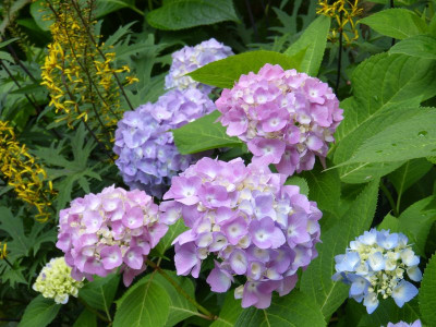 2016-06-29 Hydrangea 'Endless Summer'.jpg