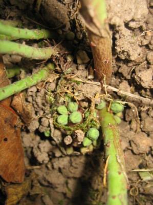 Euphorbia_3638_r11.jpg