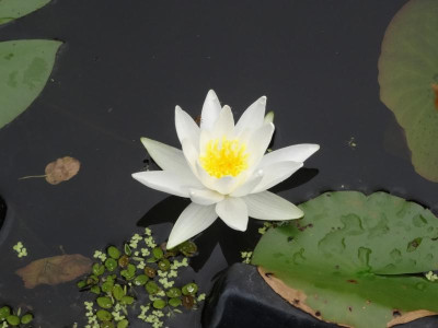 seerose01.jpg