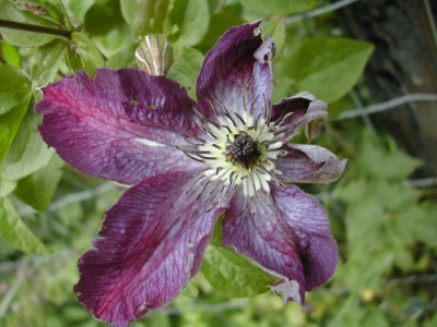 Kruppelclematis_Blute.jpg