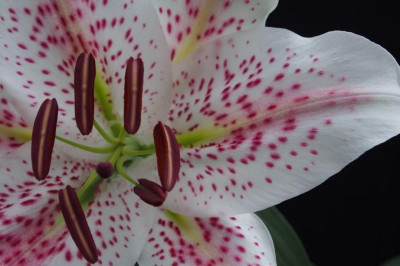 lilium speciosum-nicht-gloriosoides.jpg