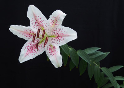 Lilium-speciosum-ax.jpg