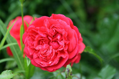Rose Out of Rosenheim0116.JPG