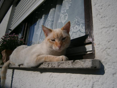 Pablo Fenstersims 006.JPG