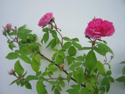 delagrifferaie004.jpg