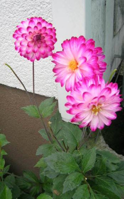 dahlien_mitterm_a.jpg