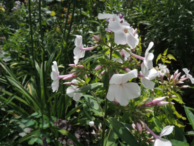 DSCN0748_1570.JPG