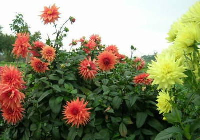 dahlien_mittermairin.jpg