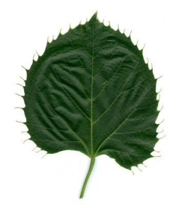 Tilia_henryana_Blattoberseite.jpg