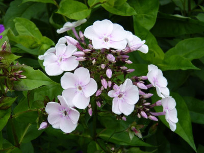 2016-06-30 Phlox 'Monica Lynden-Bell'.jpg