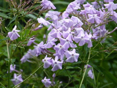 2016-06-30 Phlox amplifolia (c.f.) 'Ashville 88'.jpg