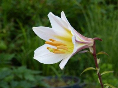 2016-06-30 Lilium regale.jpg