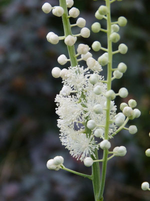 2016-06-30 Cimicifuga ramosa.jpg