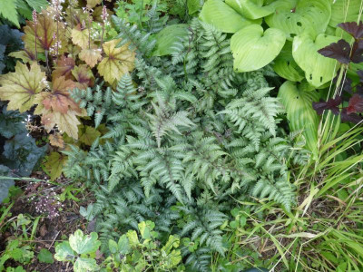 2016-06-30 Athyrium niponicum 1.jpg