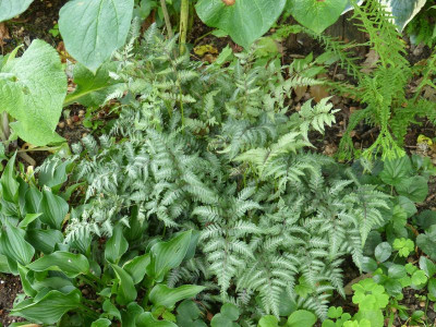 2016-06-30 Athyrium niponicum 2.jpg