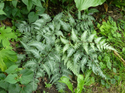 2016-06-30 Athyrium niponicum 3.jpg