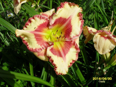 Boitzer Red Diamond Girl 2016.jpg