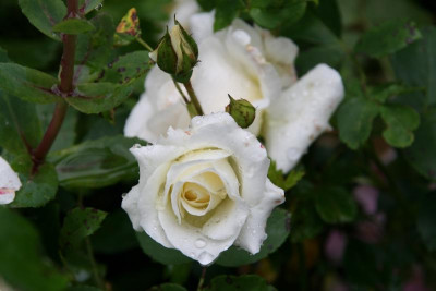Rose Kosmos0116.JPG