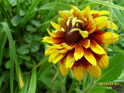 Rudbeckia hirta gefüllt 2016.jpg