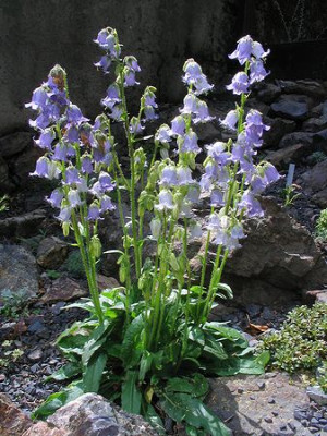 Campanula_barbata_1.jpg