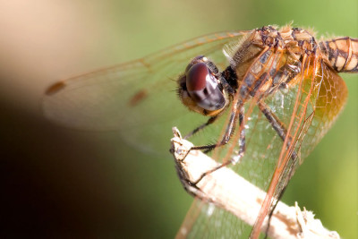 libelle_detail1.jpg