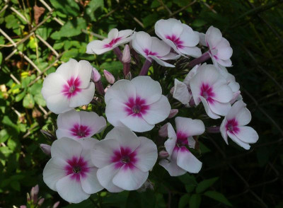 Swizzle_Ga_P1130397.JPG