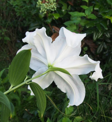 lgbackgarden.jpg