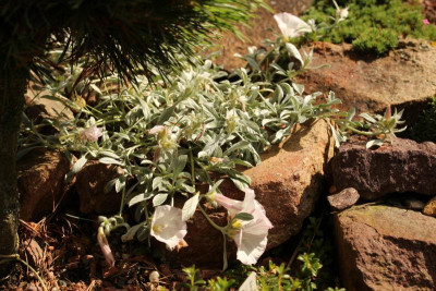 Convolvulus nitidus.JPG