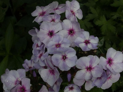 Swizzle Blue_Ga_P7191337.JPG