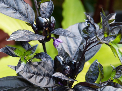 2016-07-01 Chili 'Black Pearl'.jpg