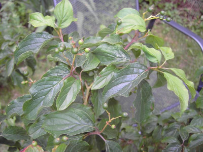 PICT1336.JPG