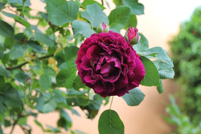 Rose Souvenir du Dr. Jamain.JPG