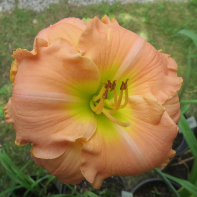 Berleyer Dorabella_3783.jpg