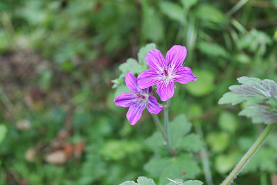 Geranium wlassovianum.JPG