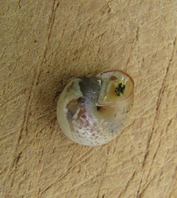 Schnecke 1 160701.jpg