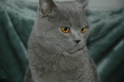 A1005_Large.JPG