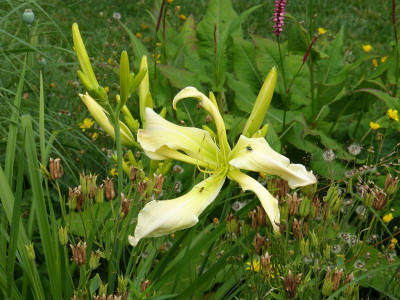 2016-07-02 Hemerocallis 'Berleyer Möwenflug'.jpg