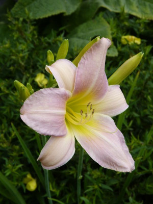 2016-07-02 Hemerocallis 'Catherine Woodberry'.jpg