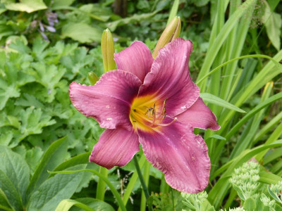 2016-07-02 Hemerocallis 'Lavender Deal'.jpg
