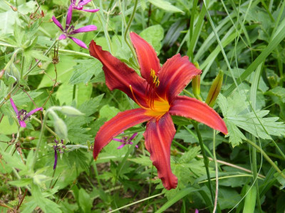 2016-07-02 Hemerocallis.jpg